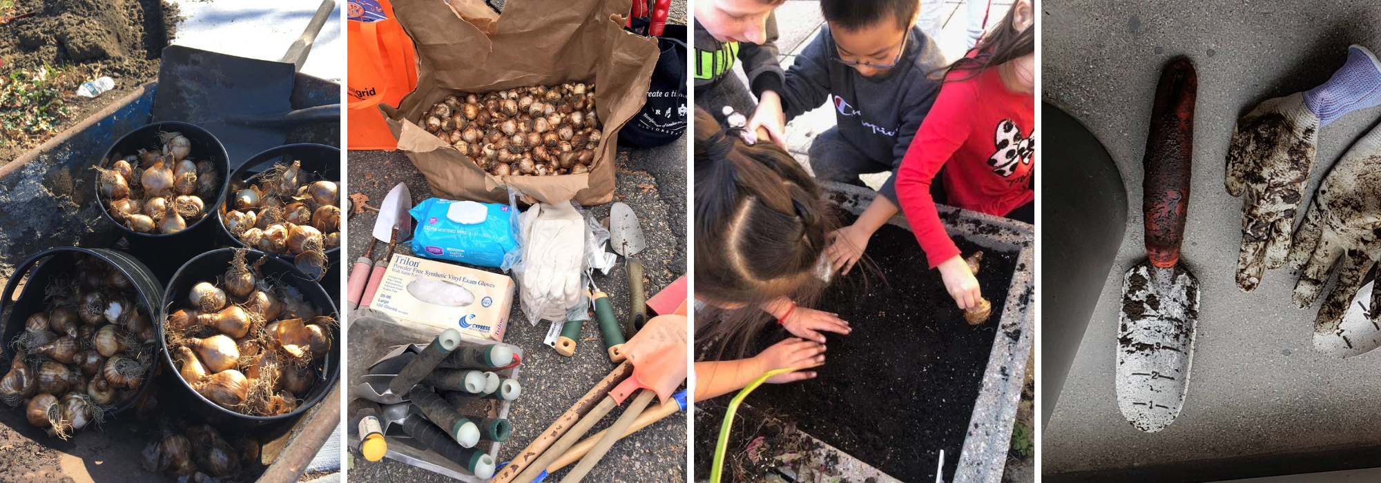 Boston Blooms with Daffodils Boston.gov